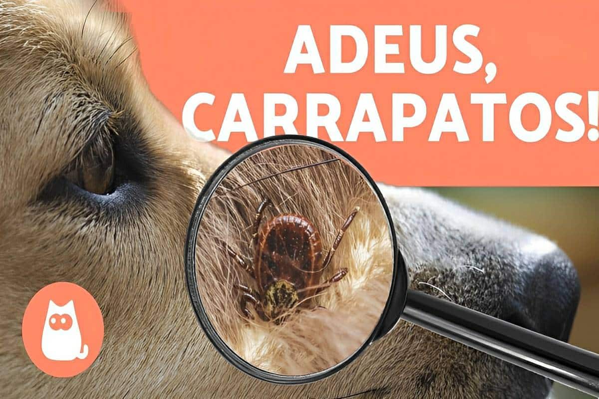 4 métodos caseiros para livrar seu pet de pulgas e carrapatos usando produtos naturais