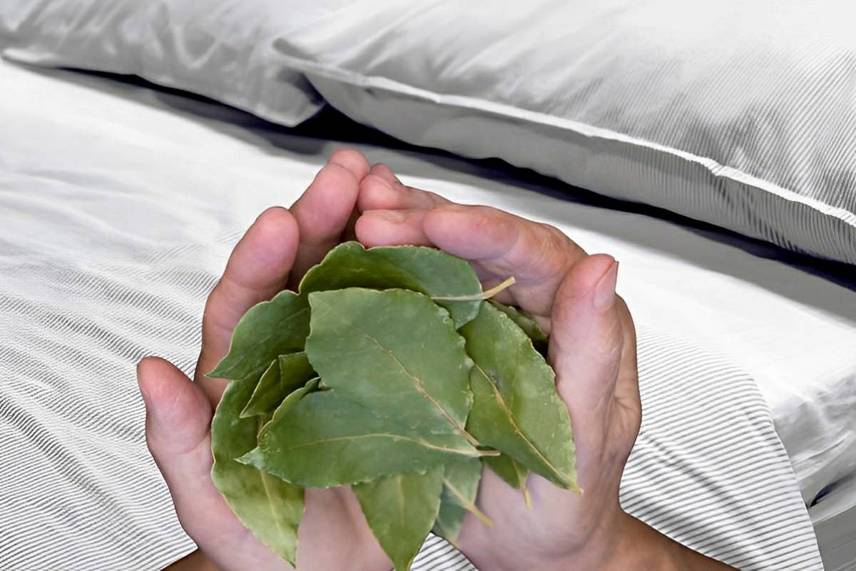Como tirar o cheiro ruim da casa com apenas 3 folhas dessa planta que você tem no armário