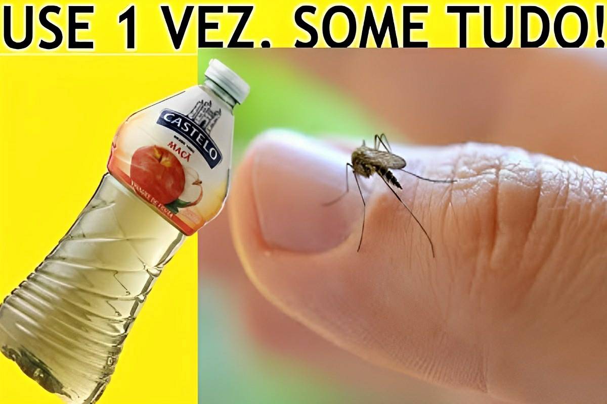 dica caseira para acabar com pernilongos e mosquito da dengue definitivamente