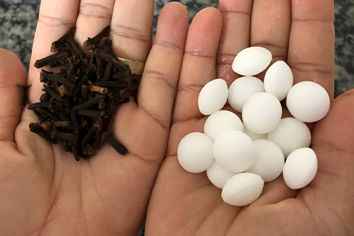 Misture esses 3 produtos para acabar com as baratas da sua casa funciona mesmo