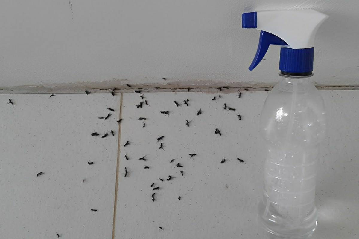 Misturinha caseira para que você acabe com as formigas definitivamente da sua casa