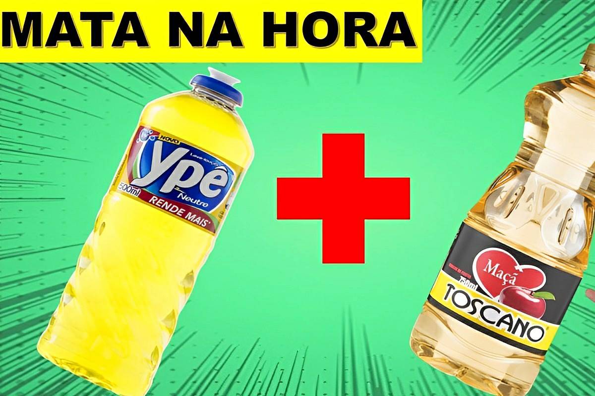 Misturinha caseira para acabar com as formigas de casa na mesma hora funciona mesmo