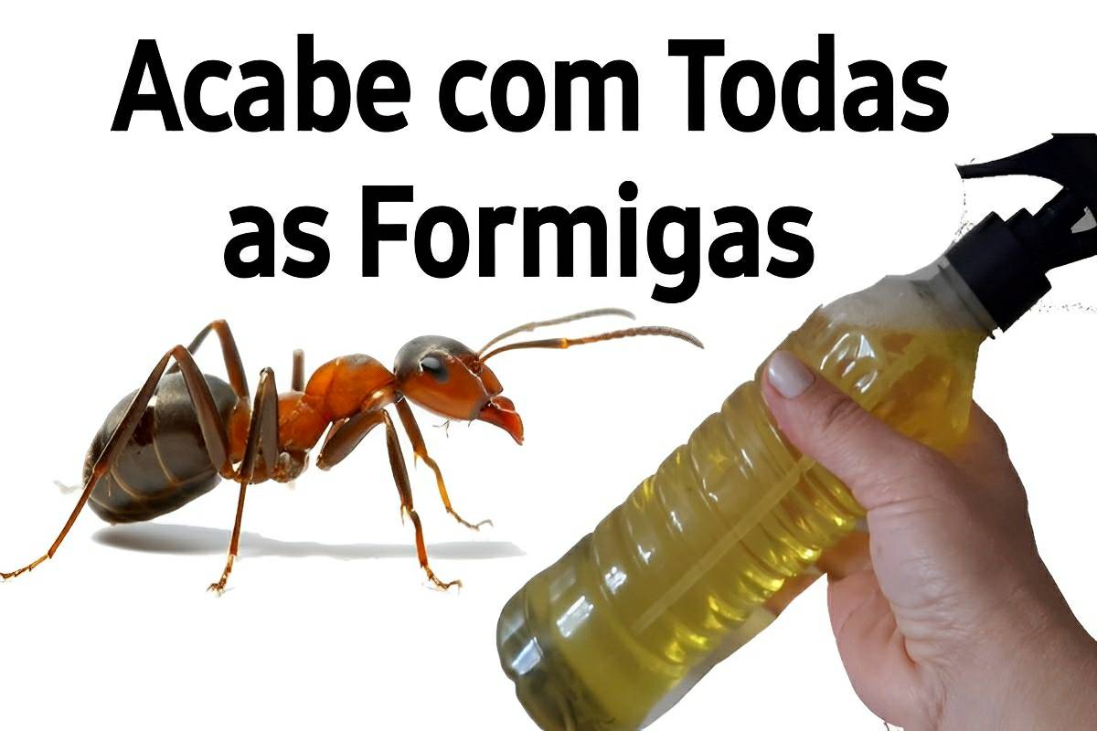 Acabe com formigas aranhas mosquitos traças e outros insetos com esse inseticida caseiro poderoso