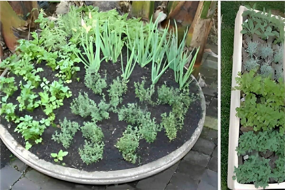 Como plantar temperos em vasos em casa ou no apartamento e ter temperos sempre fresquinhos