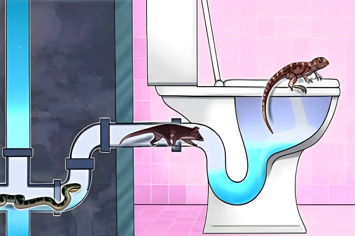 Essas 5 criaturas podem rastejar pelos canos e chegarem ao vaso sanitário saiba como se prevenir