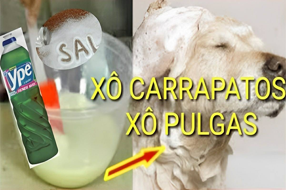 Receita caseira para acabar com as pulgas e carrapatos de cães e gatos