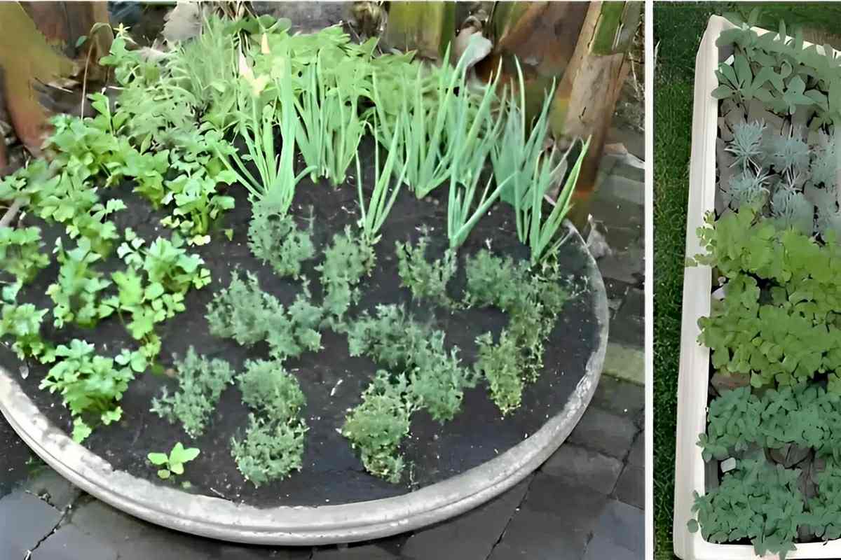 Como plantar temperos em vasos sem precisar de muito espaço em casa ou dentro do apartamento
