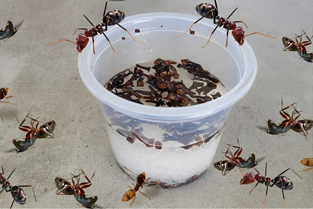 Como acabar com as formigas de toda a sua casa de uma vez por todas