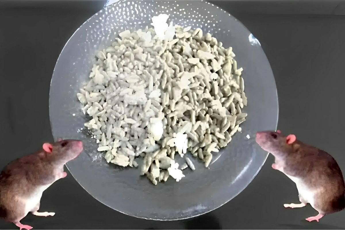 Como acabar com ratos com apenas 2 ingredientes e sem usar venenos