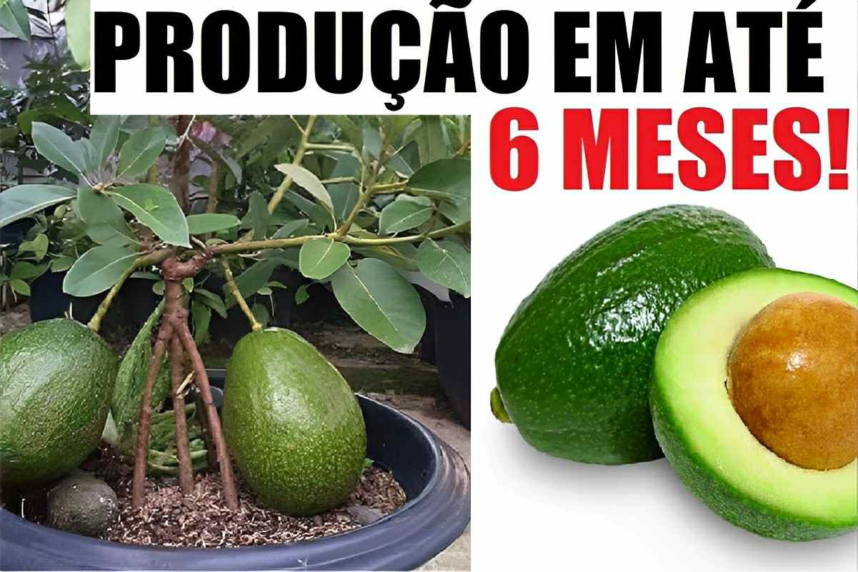 Como plantar abacate em vaso na sua casa e começar a produzir em poucas semanas
