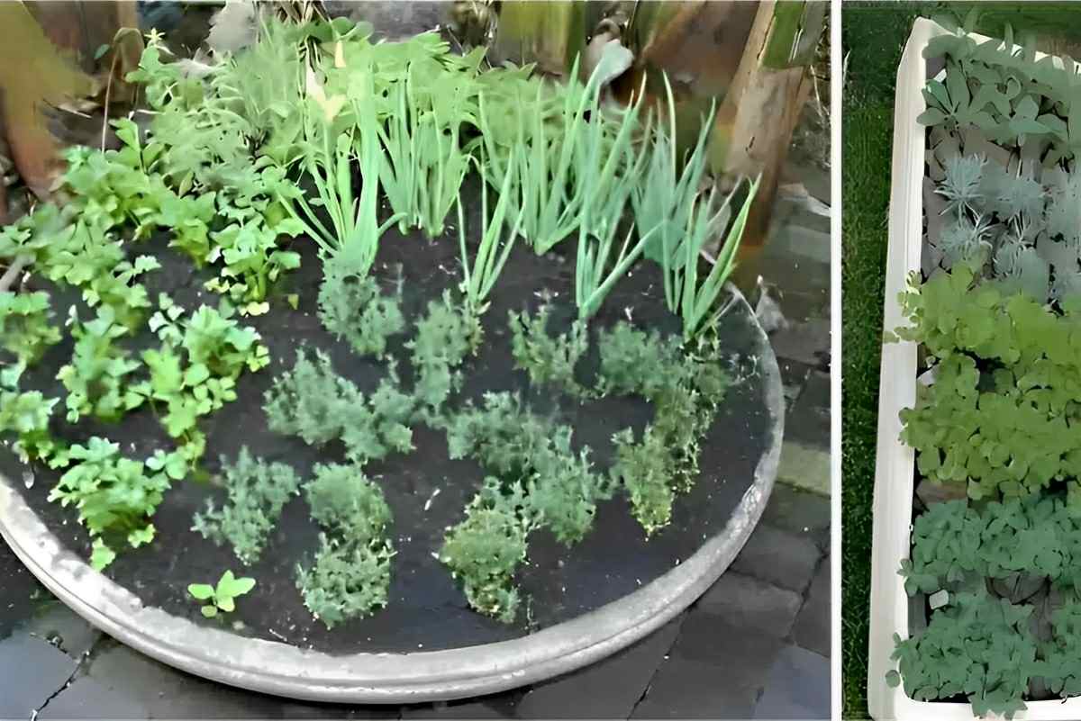 Como plantar temperos em vasos usando pouco espaço e até dentro do apartamento