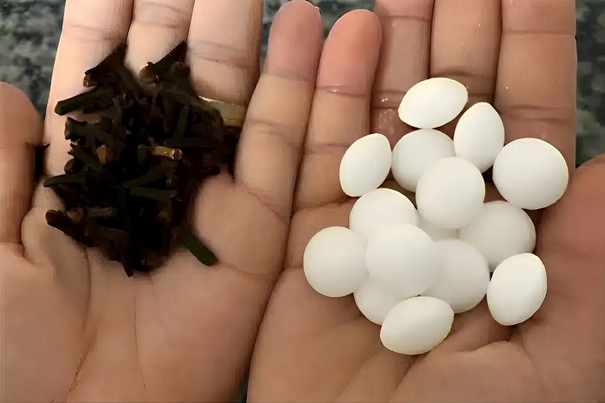 Dica para acabar com baratas e formigas de uma vez por todas usando apenas 2 ingredientes