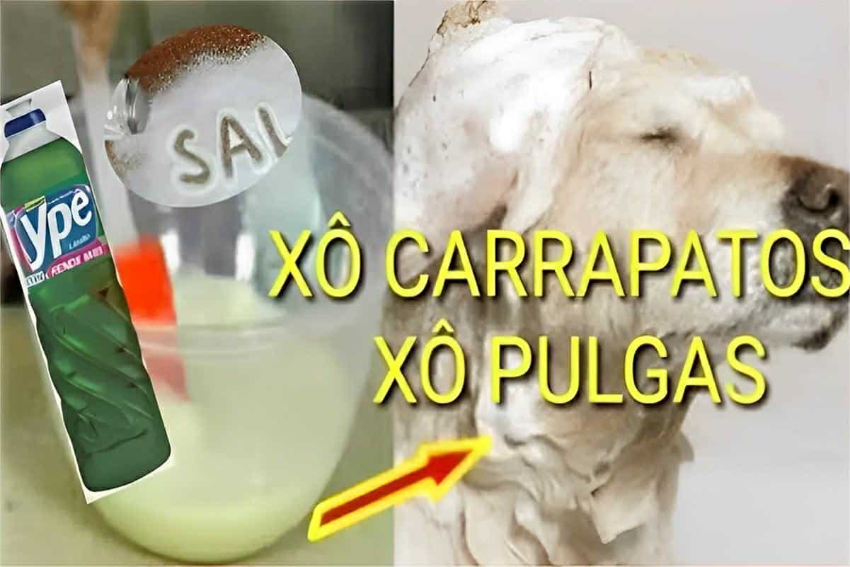 Receita caseira para acabar com pulgas e carrapatos dos animais domésticos