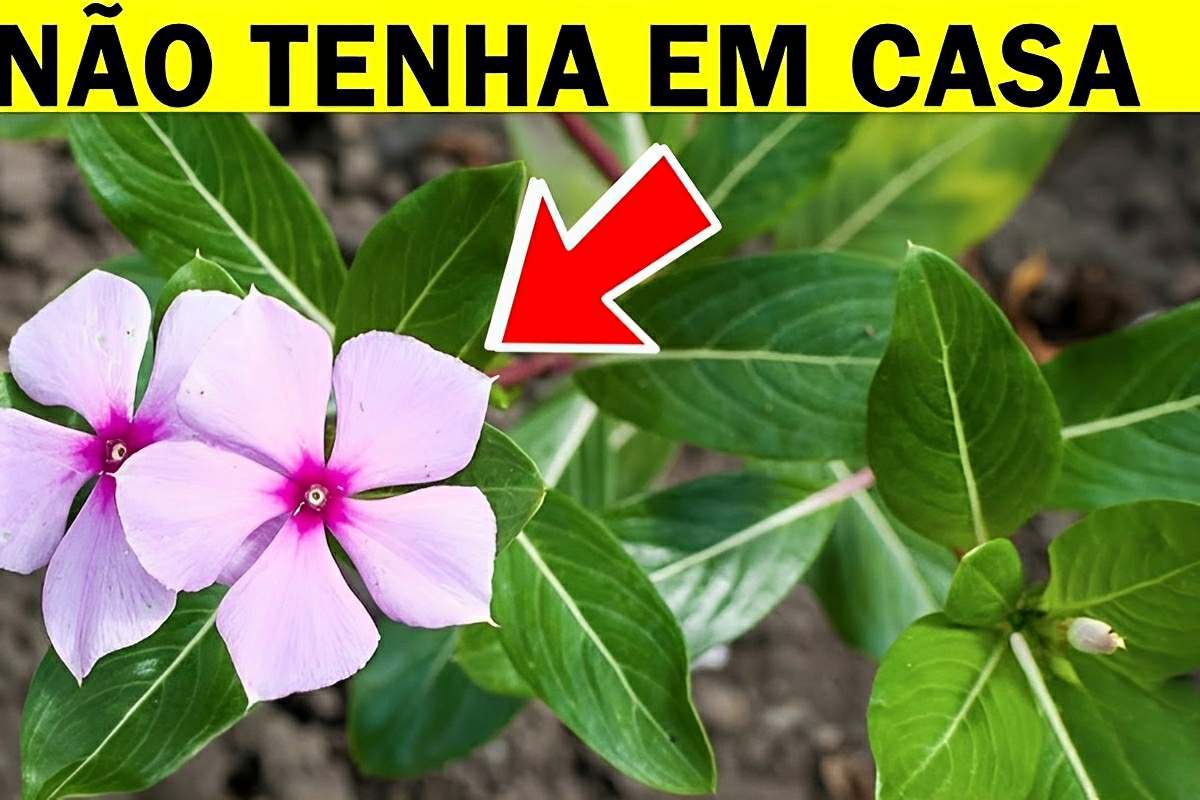 7 plantas perigosas que as pessoas tem em casa e nem imaginam