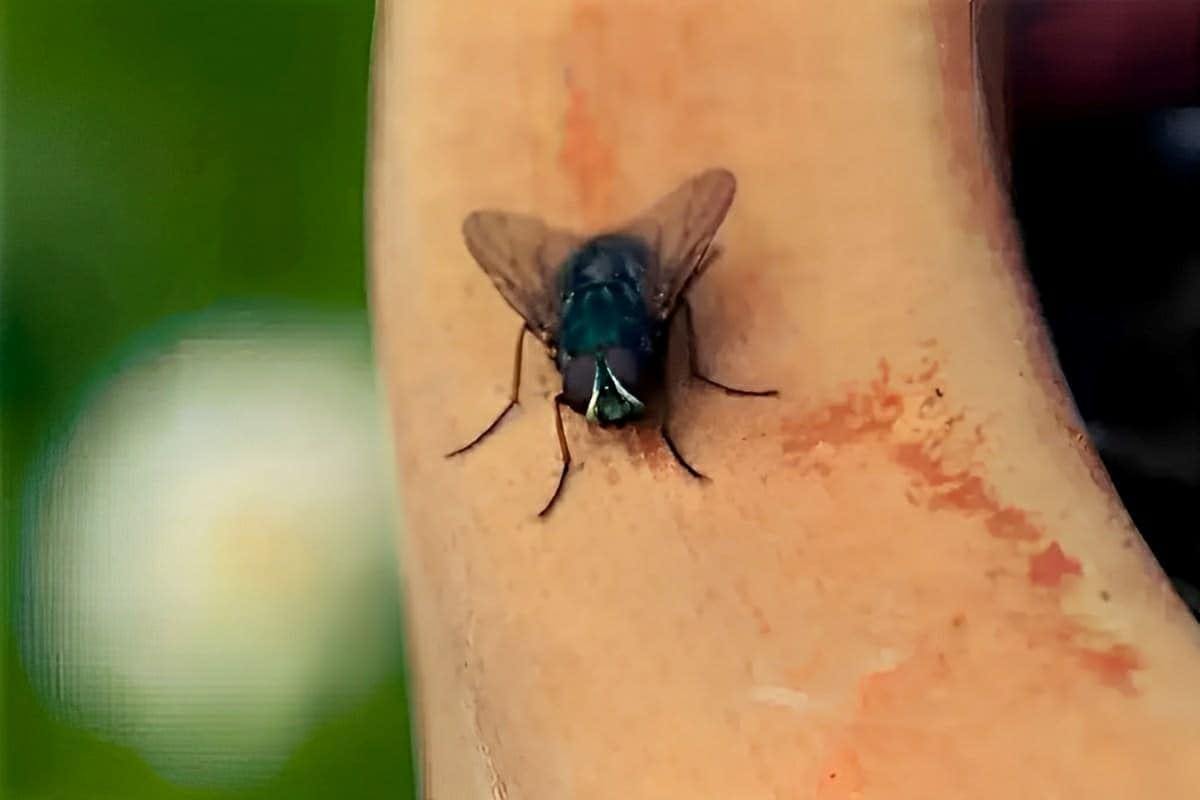 Como acabar com moscas usando apenas 2 ingredientes naturais que você tem em casa