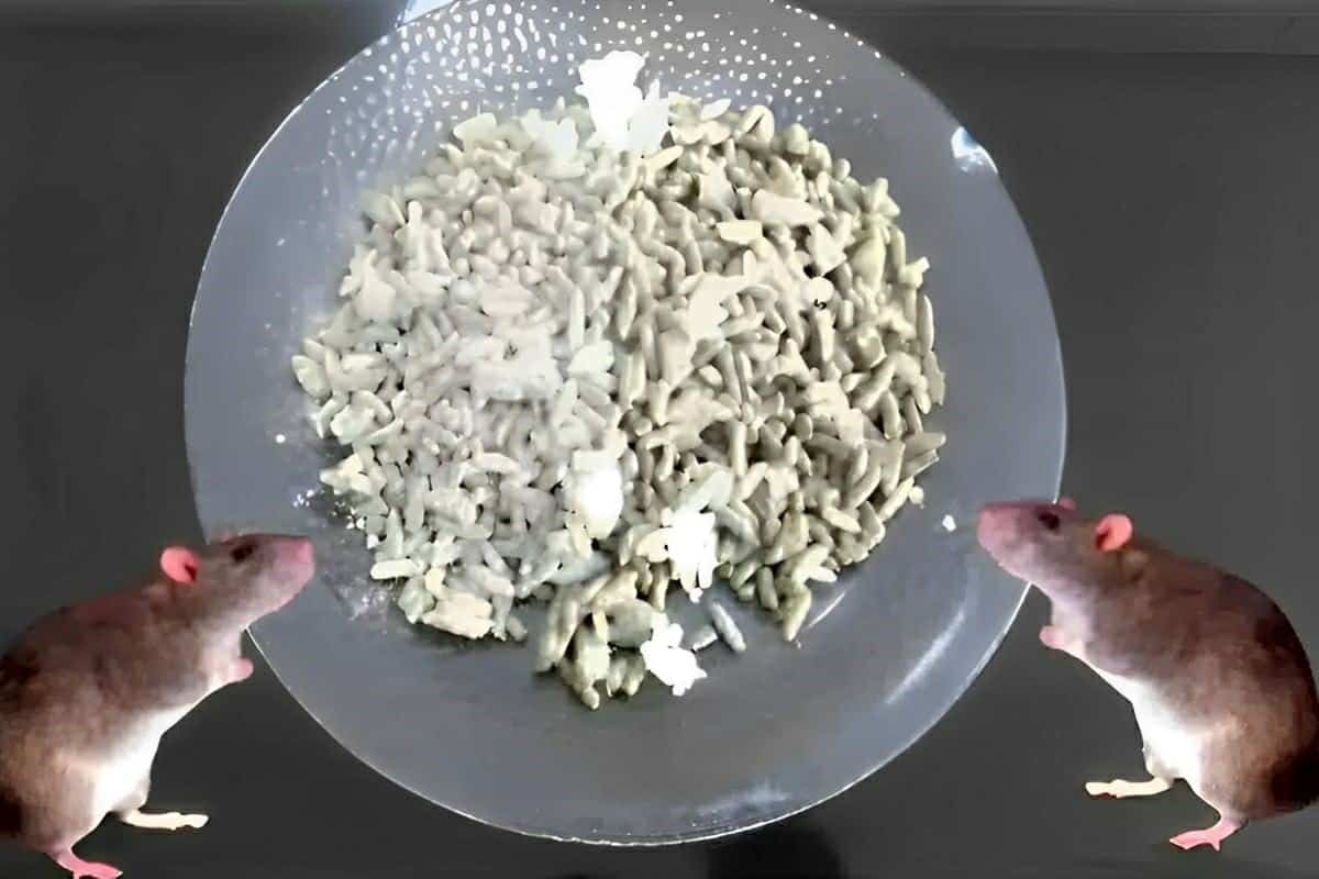 Como acabar com ratos sem usar veneno com apenas 2 ingredientes