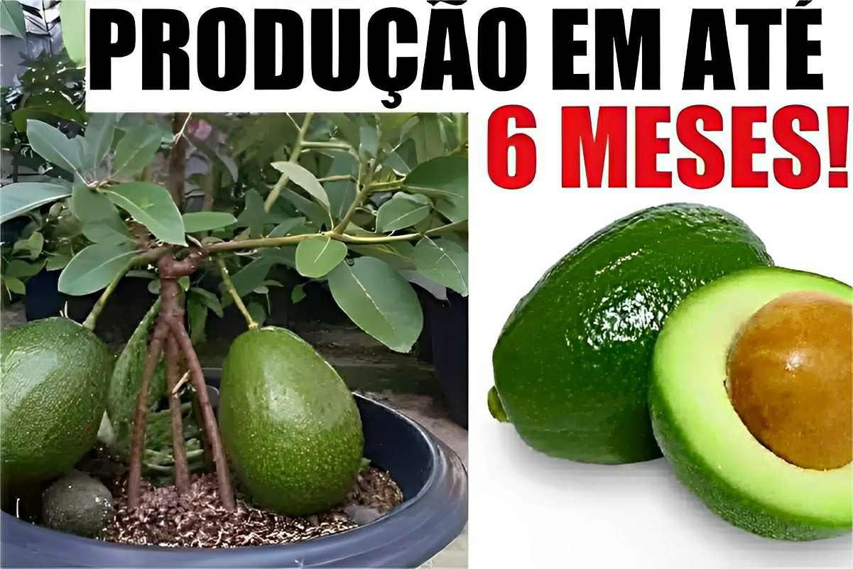 Aprendi como plantar abacate em vaso e fazer dar frutos em poucas semanas