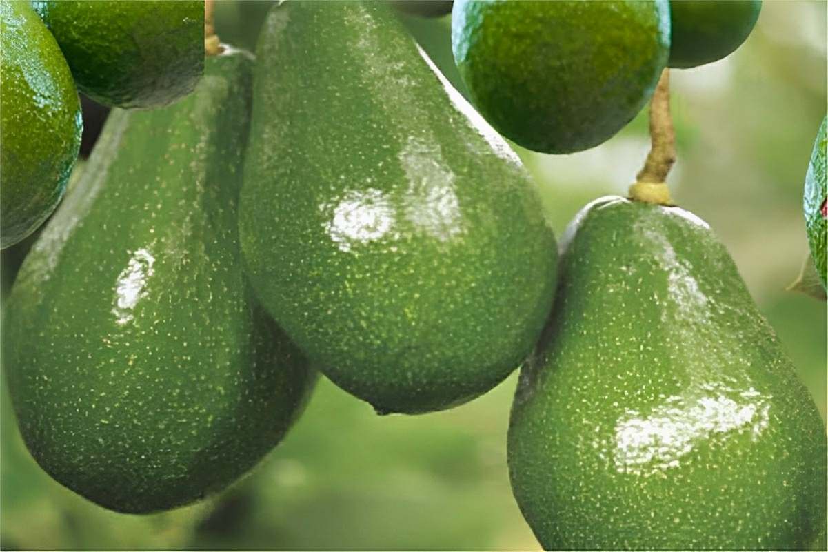 Como plantar abacate no vaso e começar a produzir em pouco tempo