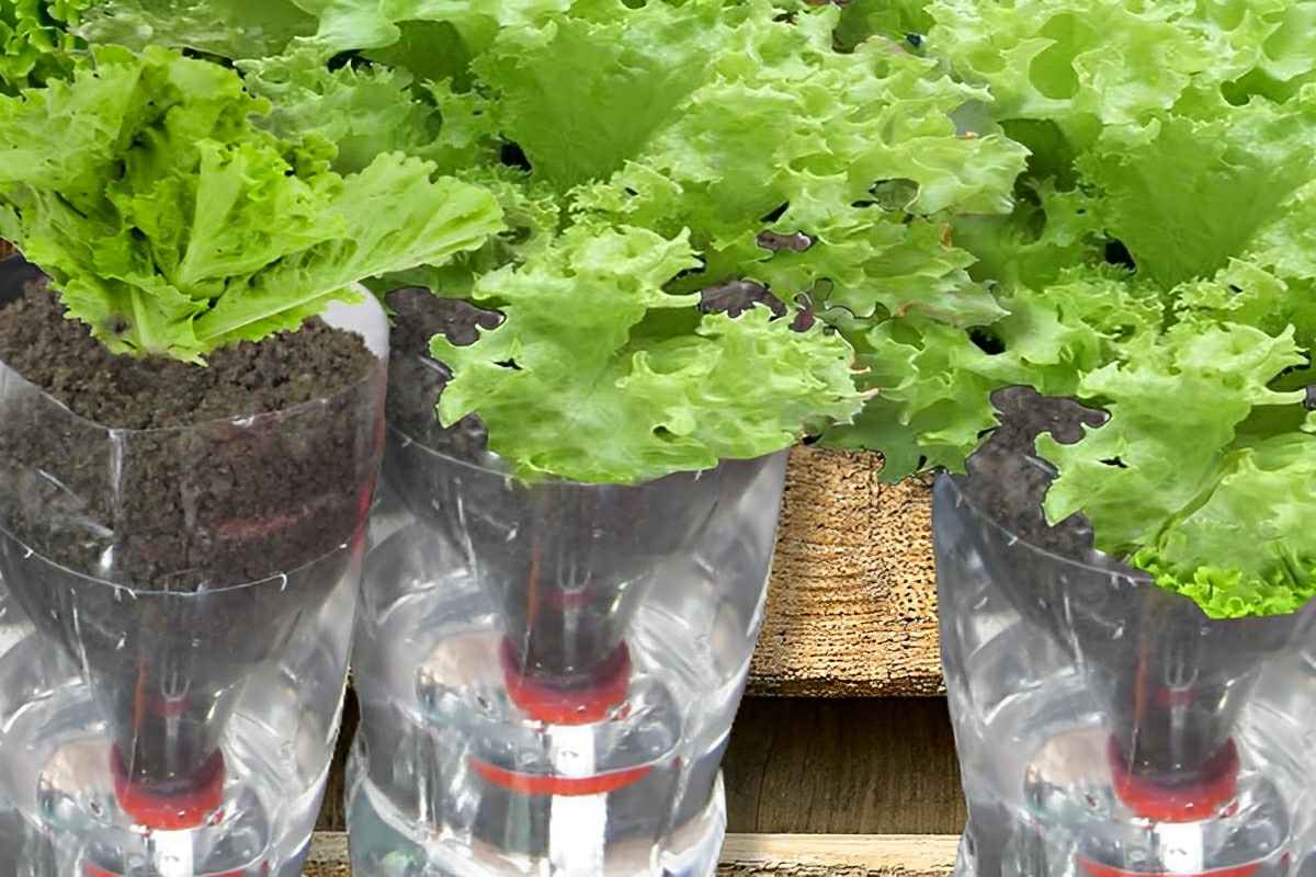 Como plantar alface na água usando uma garrafa pet e ter alface o ano inteiro em casa
