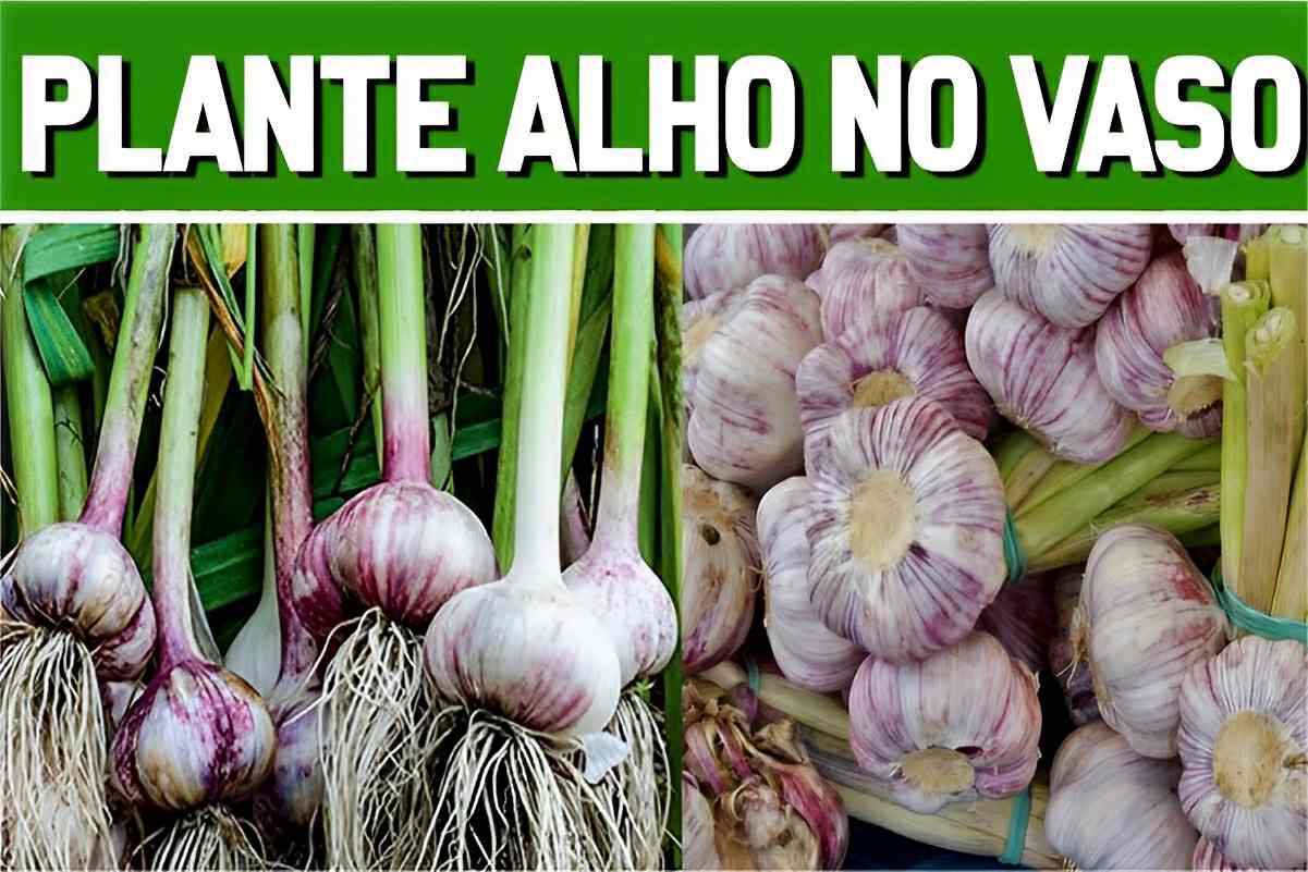 Nunca pensei que fosse tão fácil plantar alho em vaso