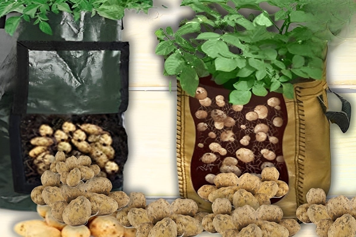 Como plantar batata dentro de sacos e ter batatas o ano inteiro na sua casa