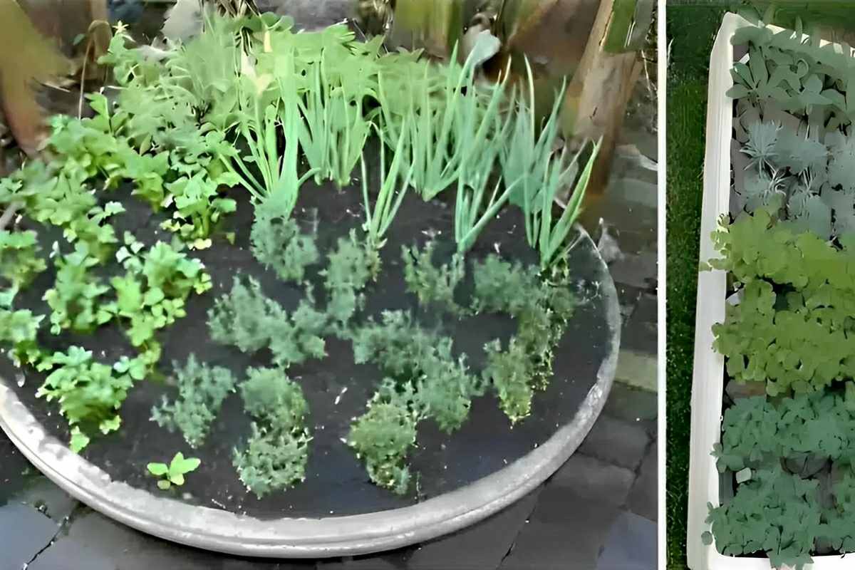 Como plantar temperos em espaços pequenos da sua casa ou apartamento