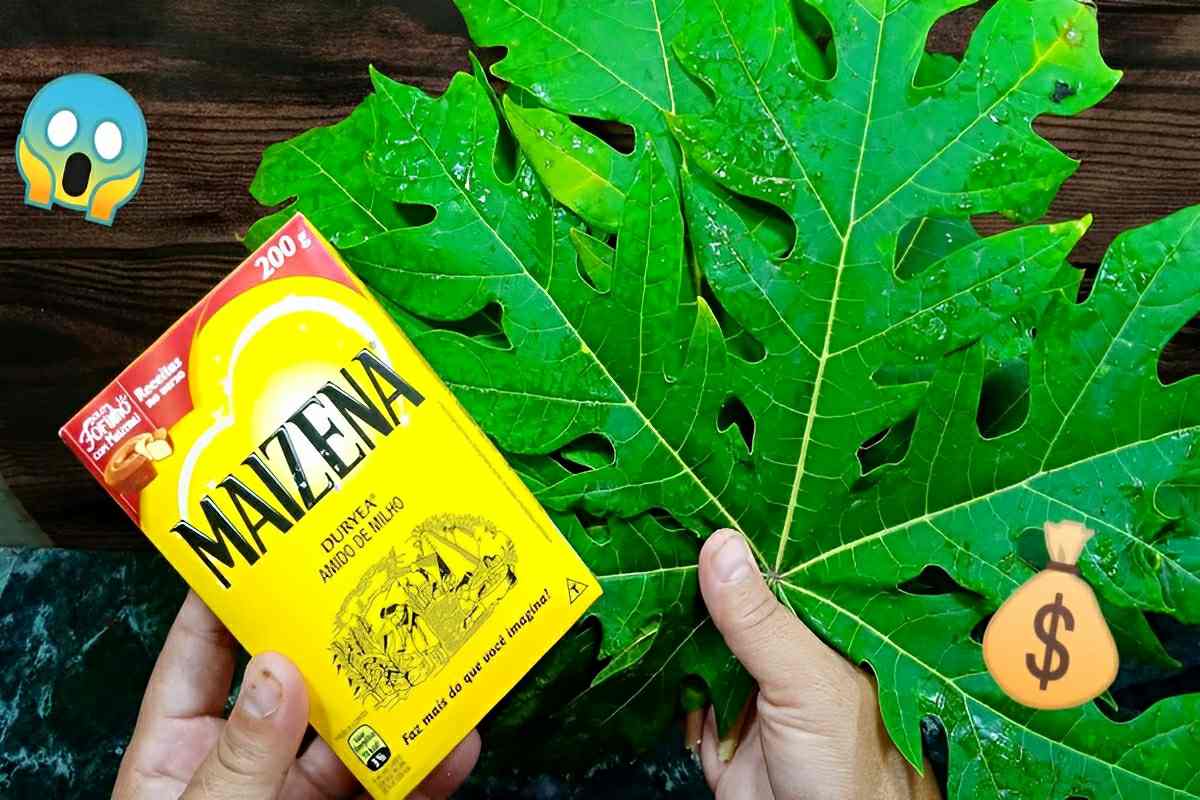 Misturei folhas de mamão e maisena e fiz um produto que todos usam no dia a dia