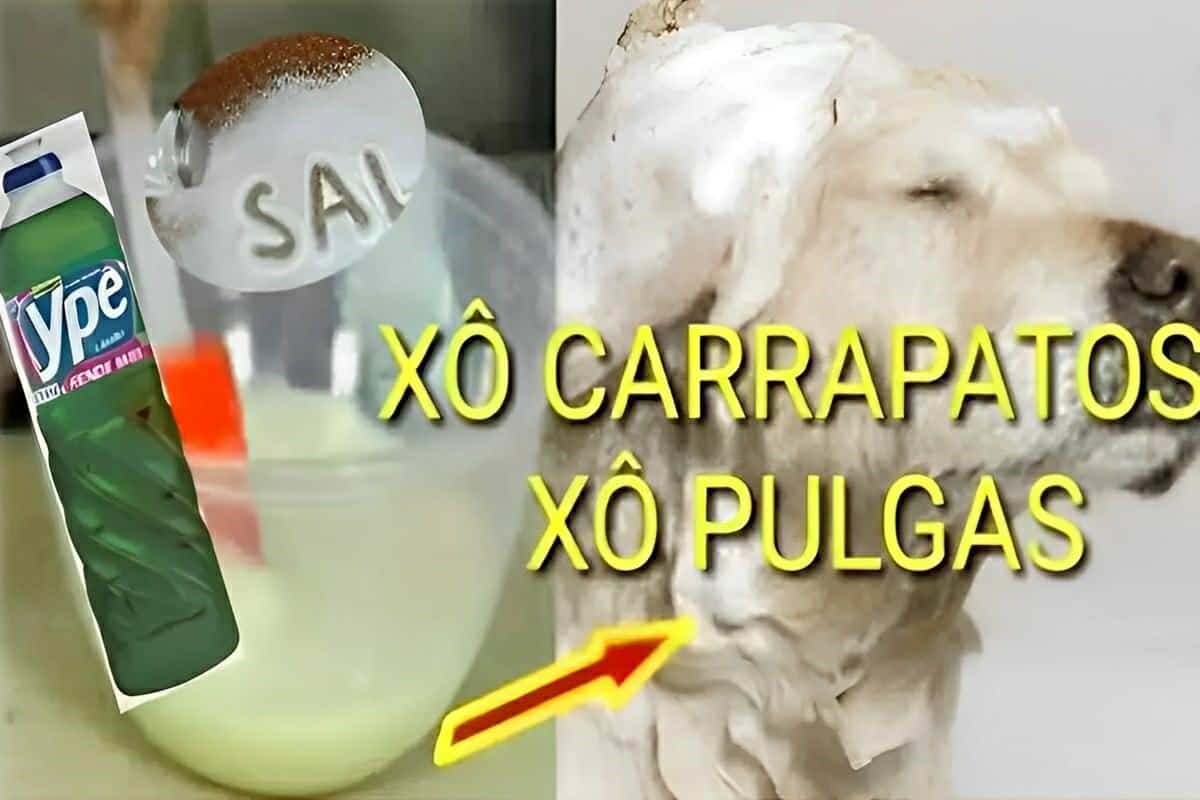 Receita caseira para acabar com pulgas e carrapatos de cães e gatos sem gastar muito