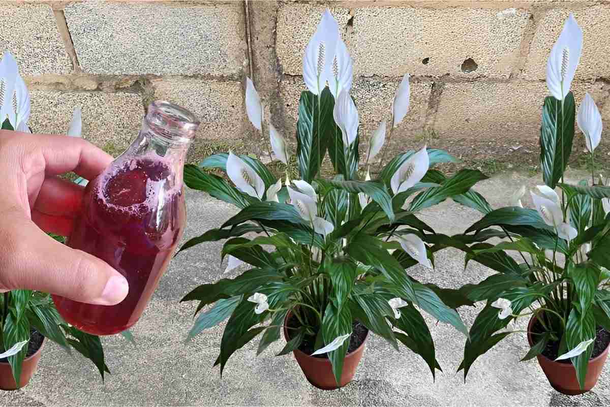 Apenas um copinho dessa solução caseira fez minha planta explodir em flores e folhas o ano todo