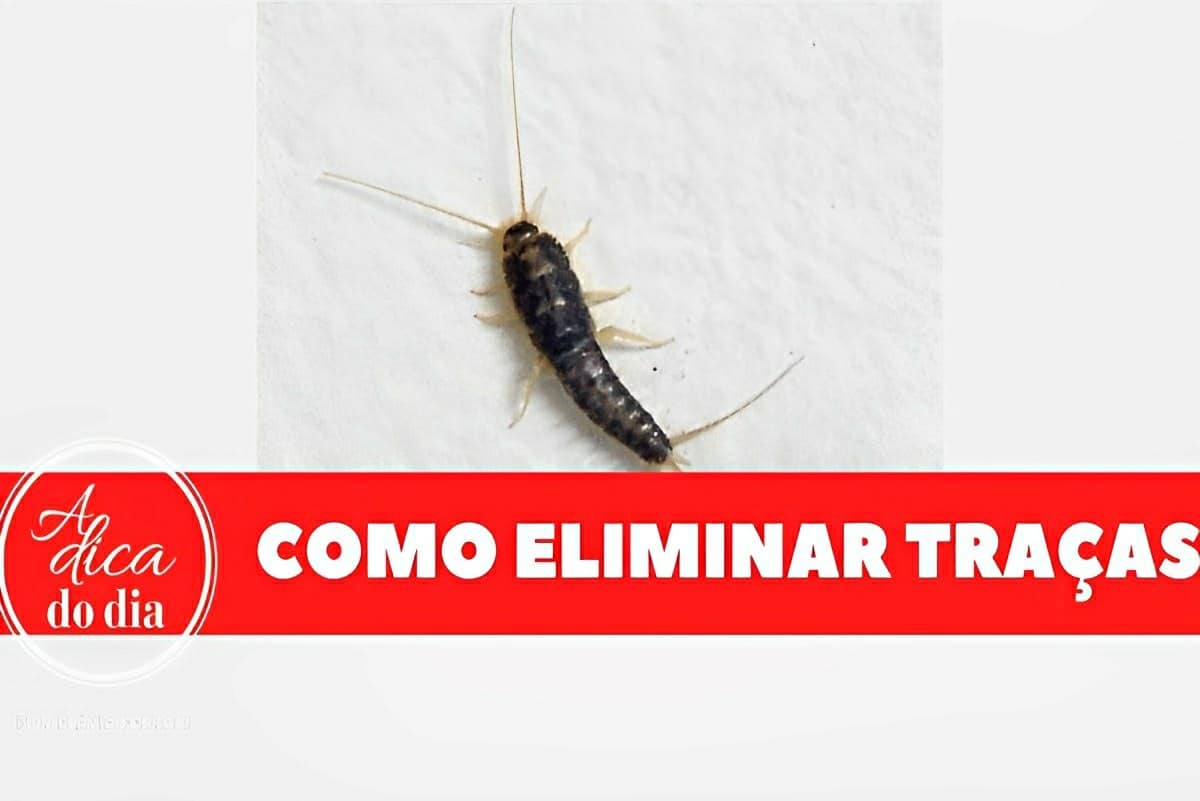 Como acabar com as traças dos armários usando vinagre