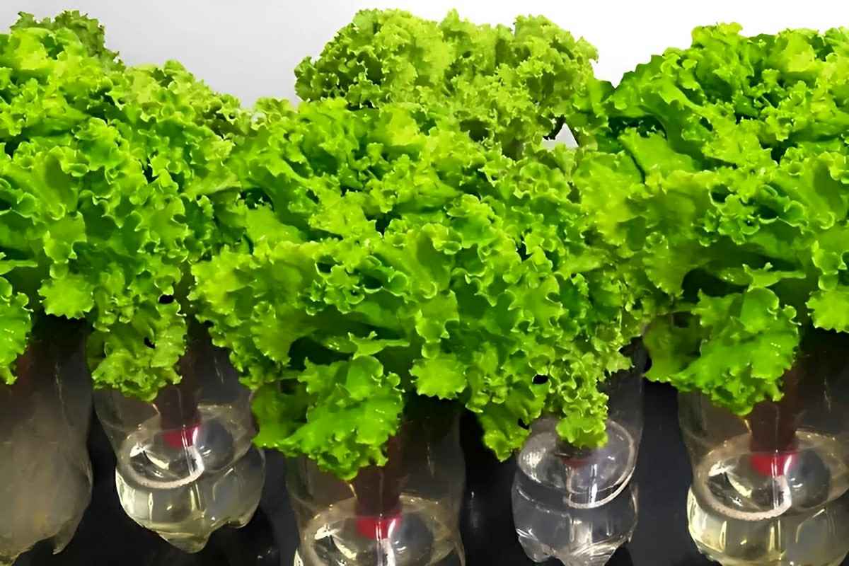 Como plantar alface na garrafa PET e ter pés de alface fresquinhos e crocantes em apenas 2 meses