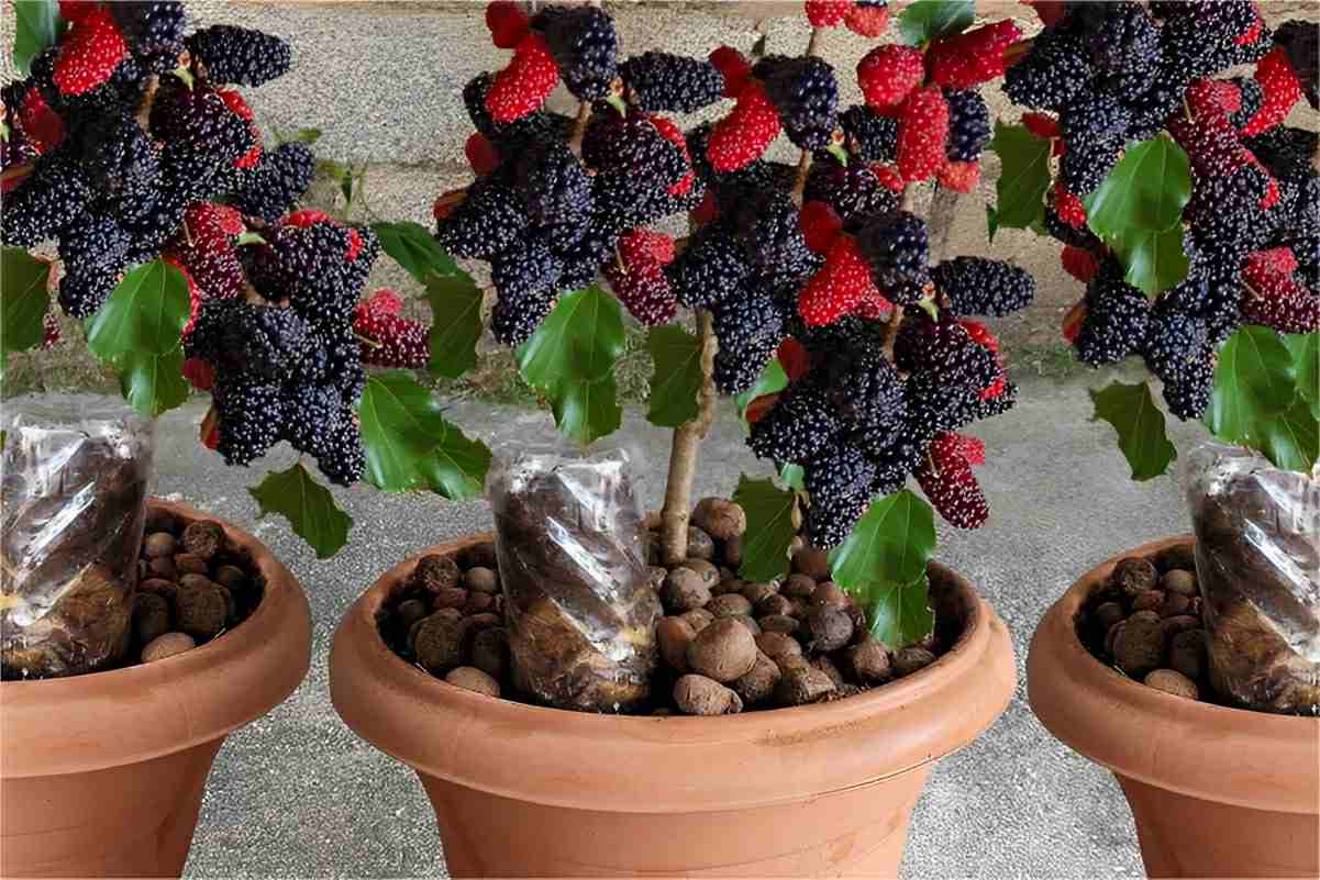 Como plantar amora em vaso e ter o ano todo na sua casa ou apartamento
