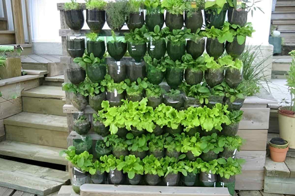 Como plantar hortaliça em garrafa PET: passo a passo com todas as dicas para seu plantio ser um sucesso