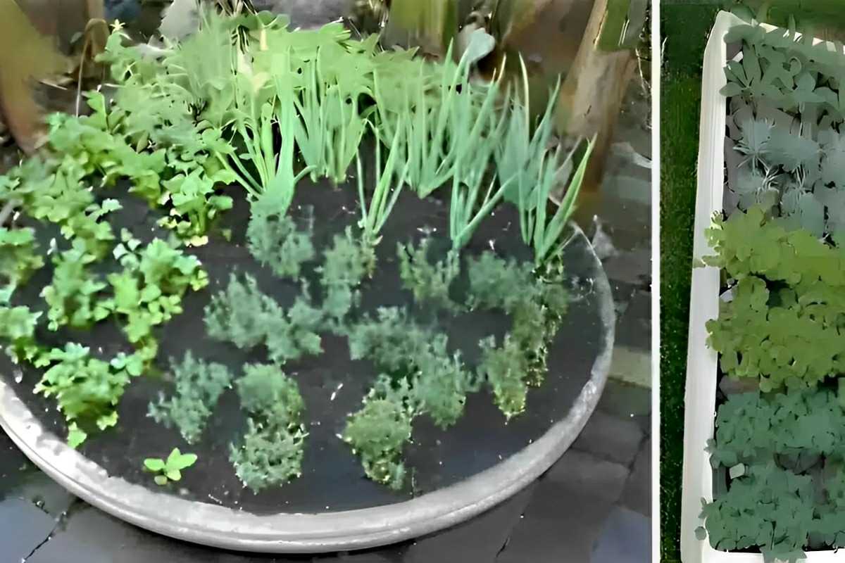 Como plantar temperos em vasos e ter temperinhos sempre frescos para usar nas suas receitas