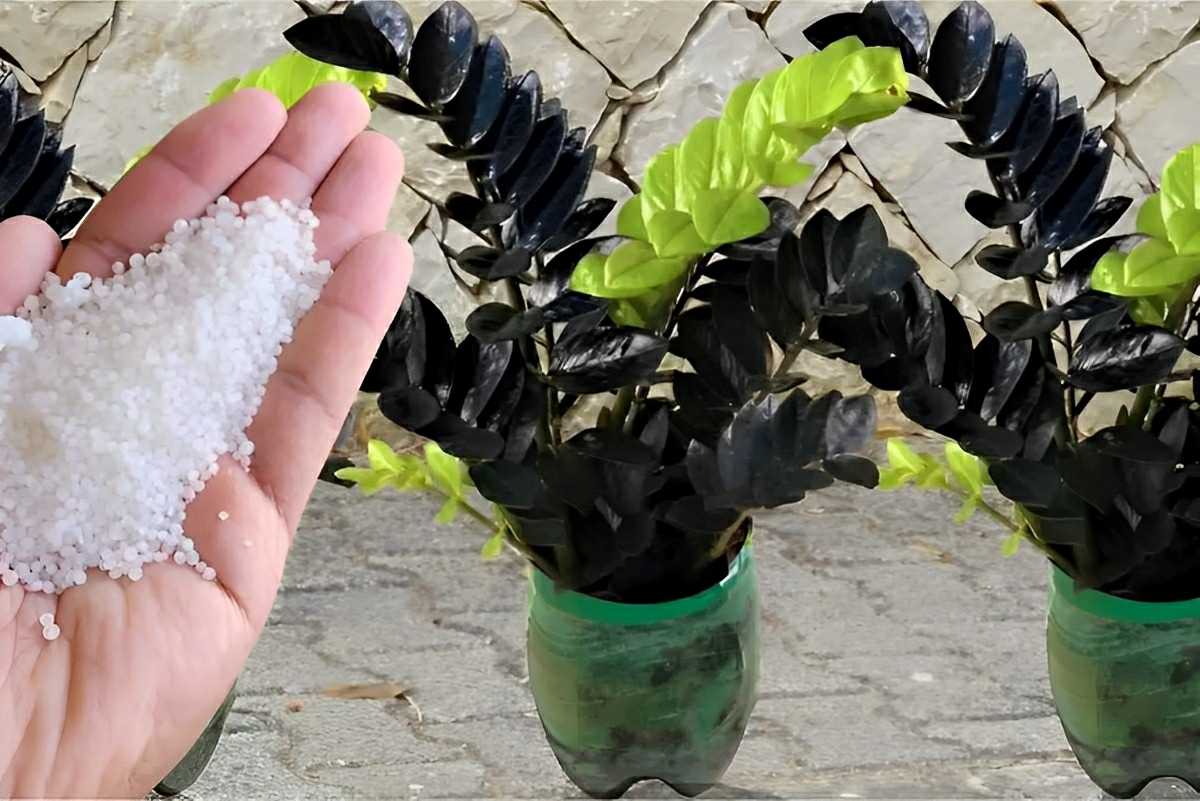 Depois desse fertilizante caseiro minhas plantas estão crescendo muito mais fortes e saudáveis