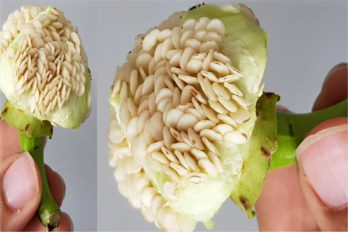 Isso é uma mina de ouro para plantar no seu vaso