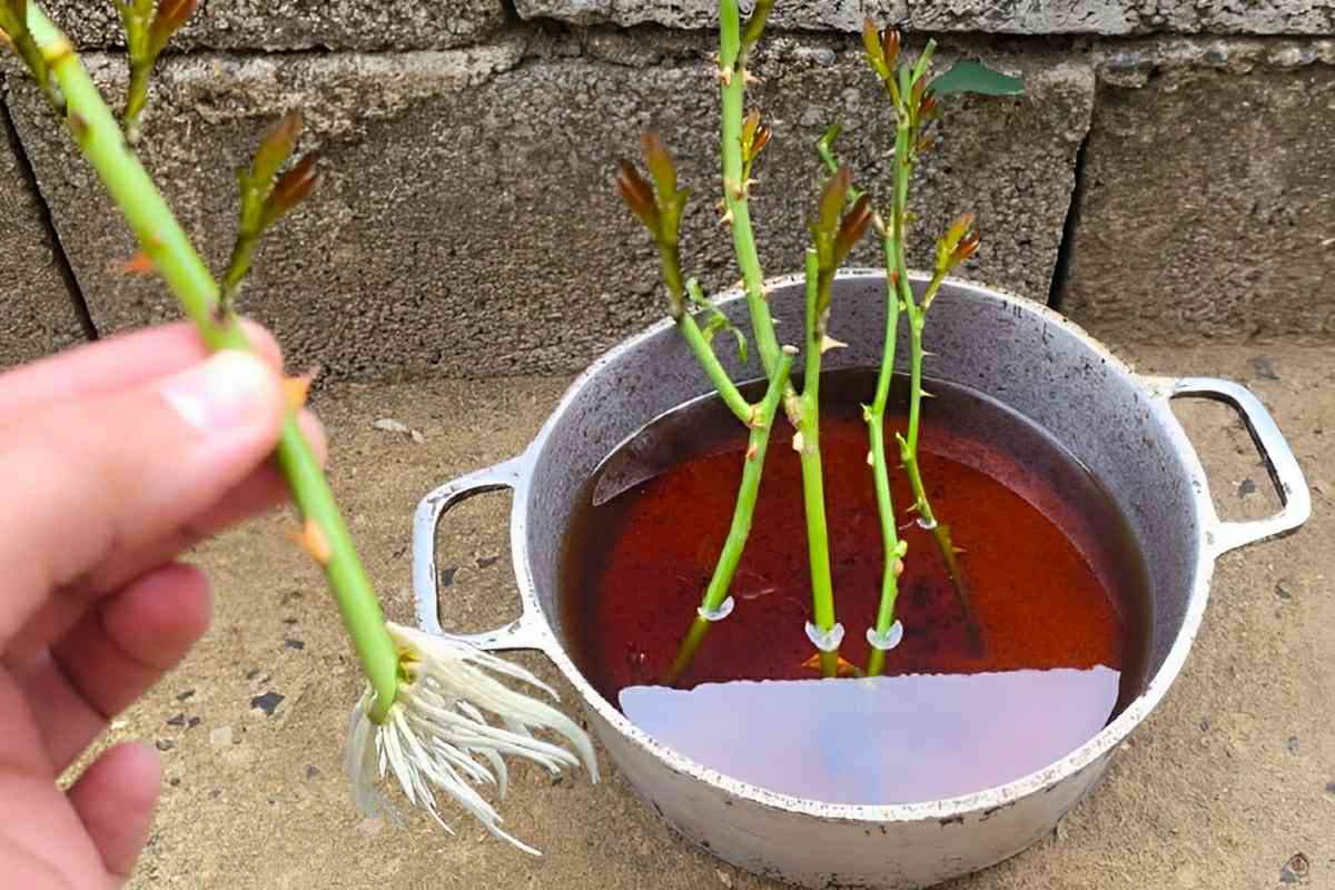 Plantei os galhos das rosas que ganhei de presente e agora tenho uma roseira maravilhosa no meu jardim