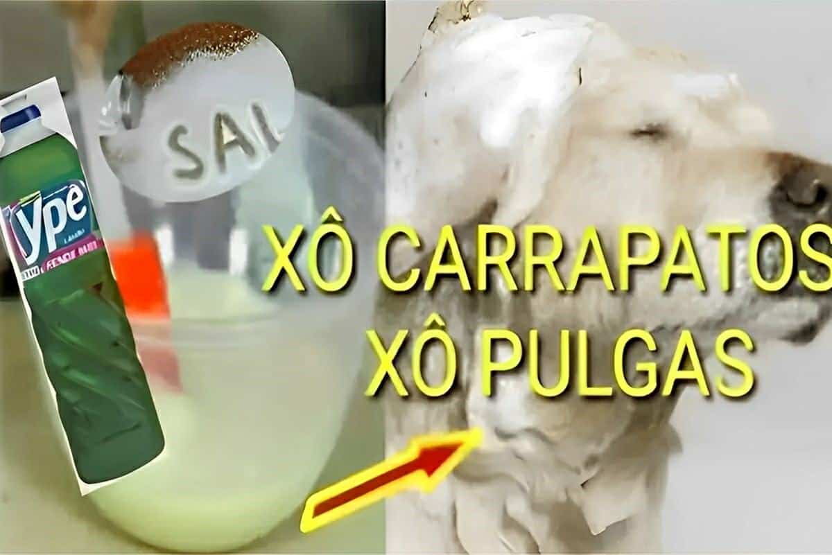 Receita para acabar com pulgas e carrapatos usando apenas 2 ingredientes simples