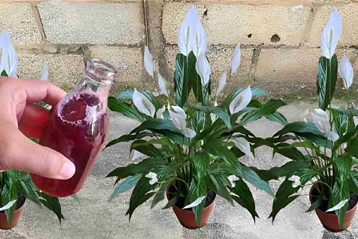 Solução caseira para flores: com apenas 1 copinho suas plantas vão florir o ano inteiro