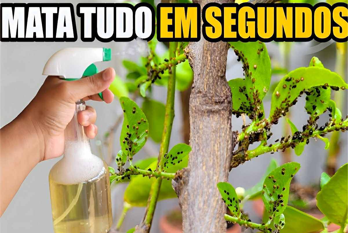 Como acabar com as pragas das plantas com essa misturinha caseira de apenas 3 ingredientes