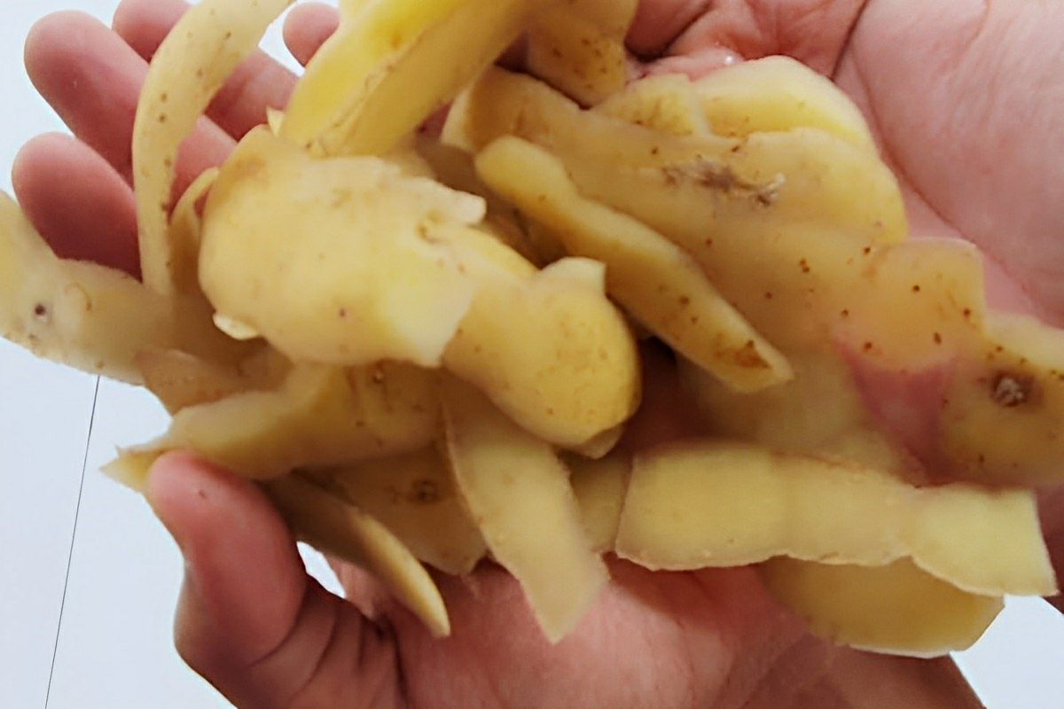 Como fazer adubo caseiro para roseiras usando apenas cascas de ovos e vegetais