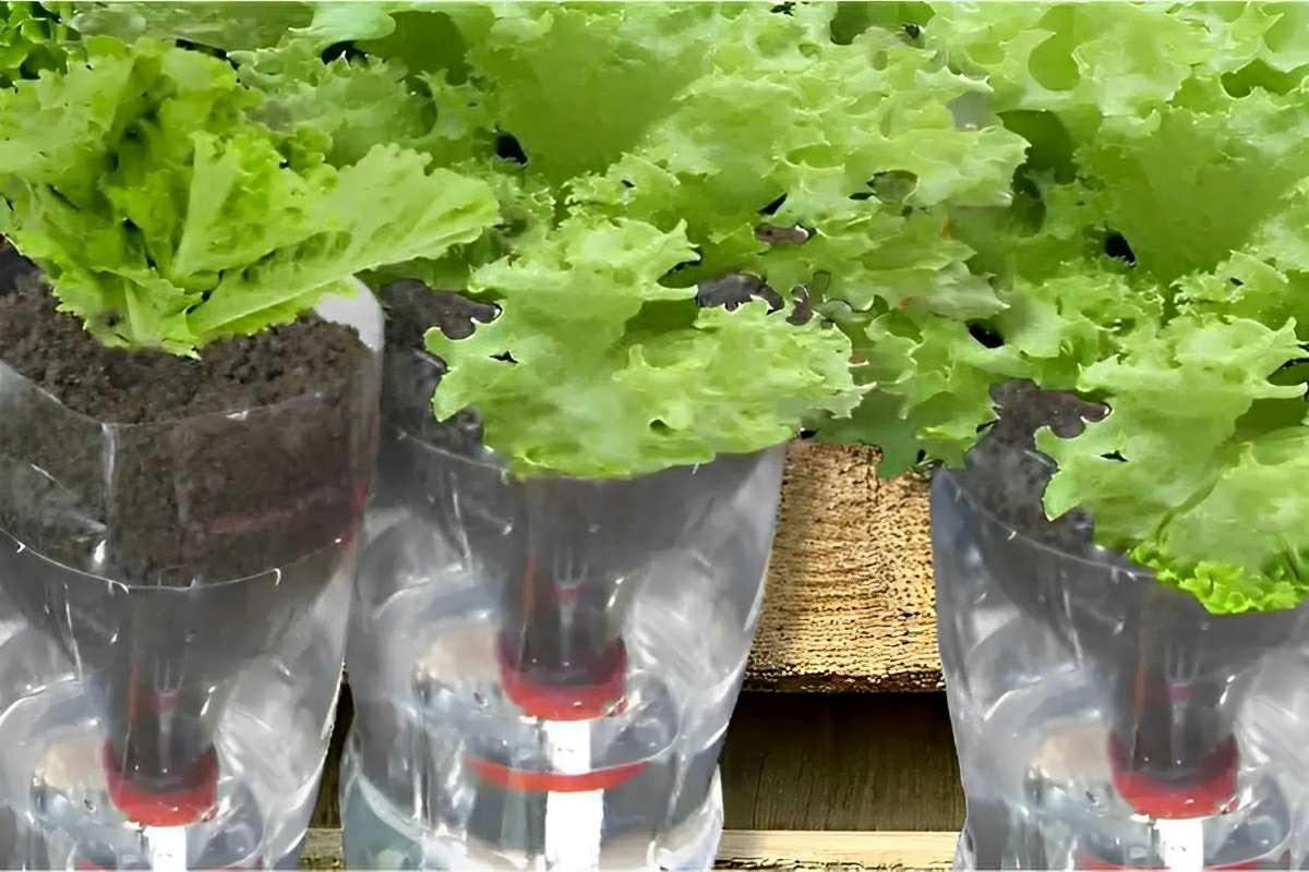 Como plantar alface em garrafa PET e ter alface sempre fresquinho para toda a família