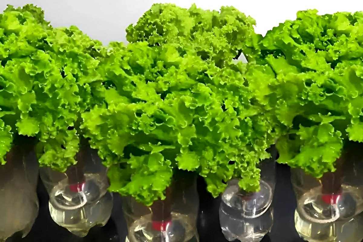 Como plantar alface na garrafa PET e começar a colher em apenas 2 meses