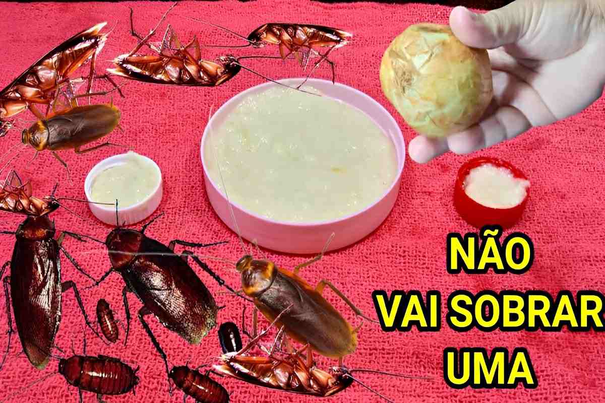 Como eliminar baratas da sua casa com uma misturinha caseira infalível à base de cebola
