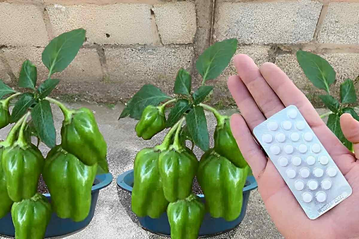 Como plantar pimentão no vaso e economizar nas receitas de fim de ano