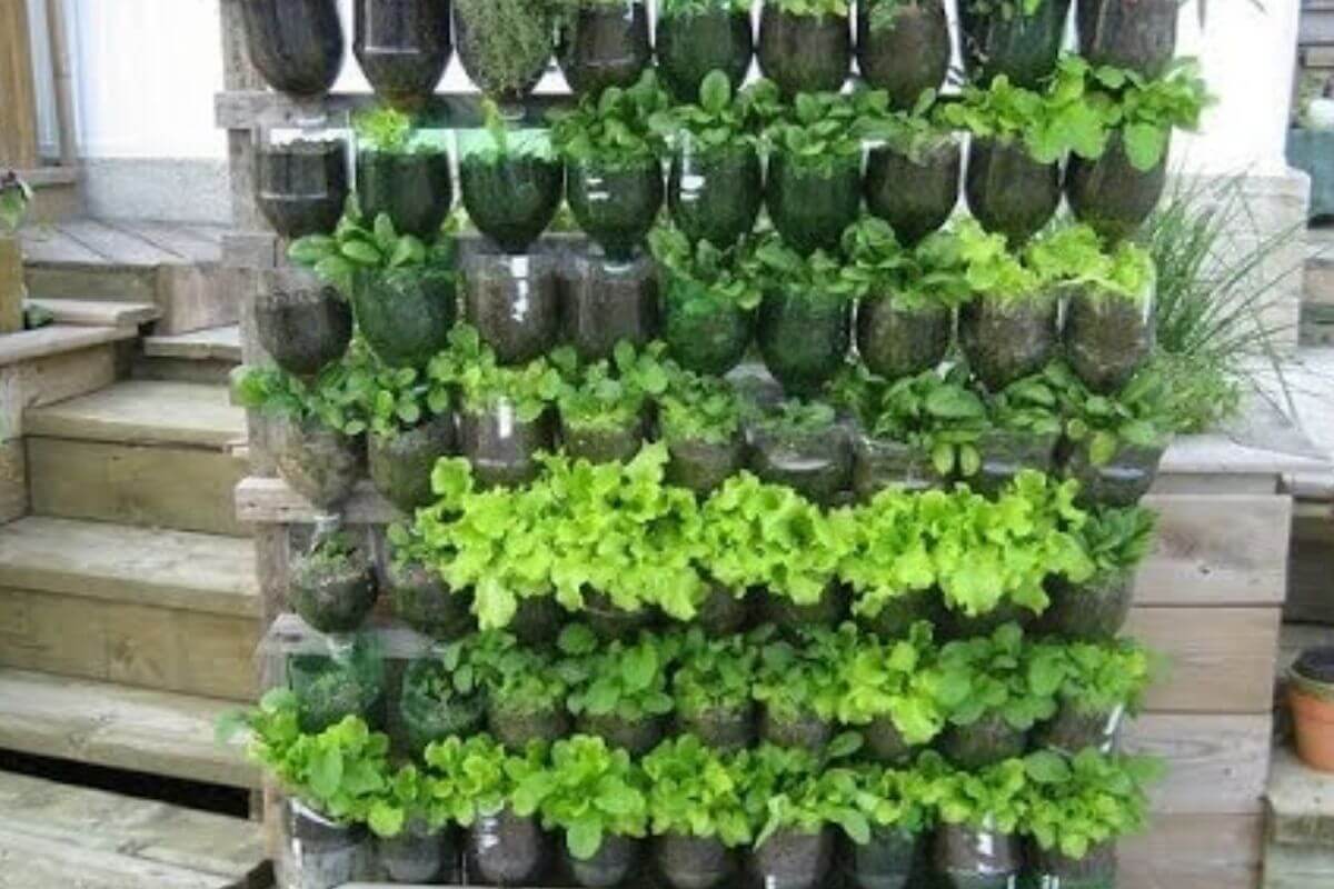 Comece o ano novo aprendendo como plantar hortaliça em garrafa pet de um jeito bem fácil