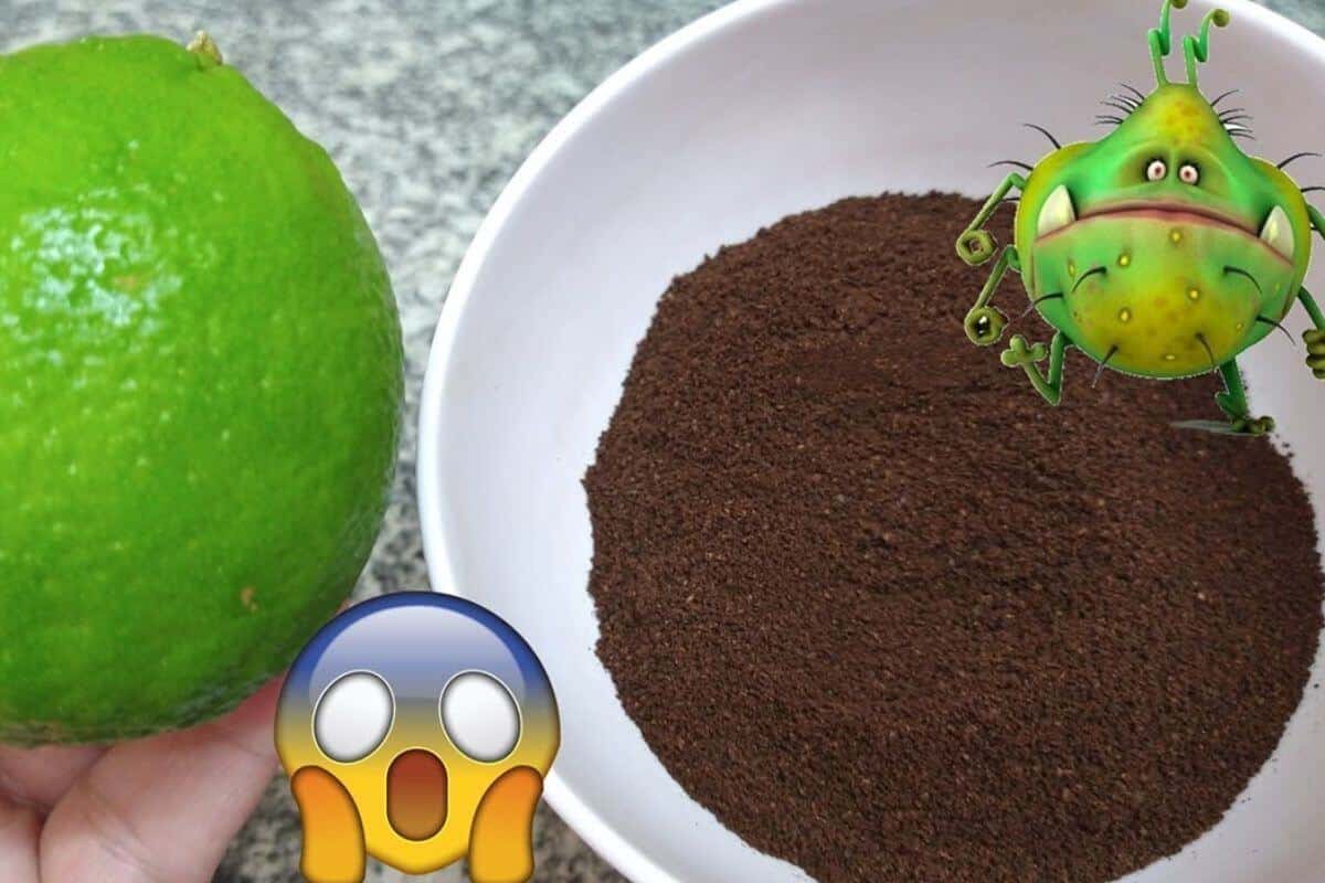 Deixe sua cozinha um brinco para o natal com essa dica de como tirar mau cheiro da geladeira