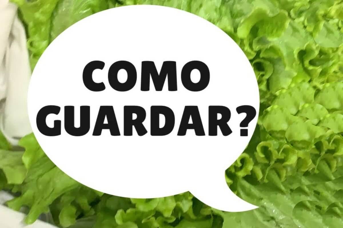 Dicas para conservar alface na geladeira e mantê-las fresquinhas por mais tempo