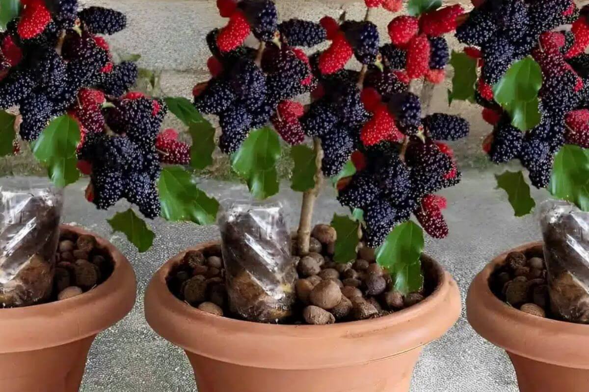 Aprendi como plantar amora em vaso que produz muito
