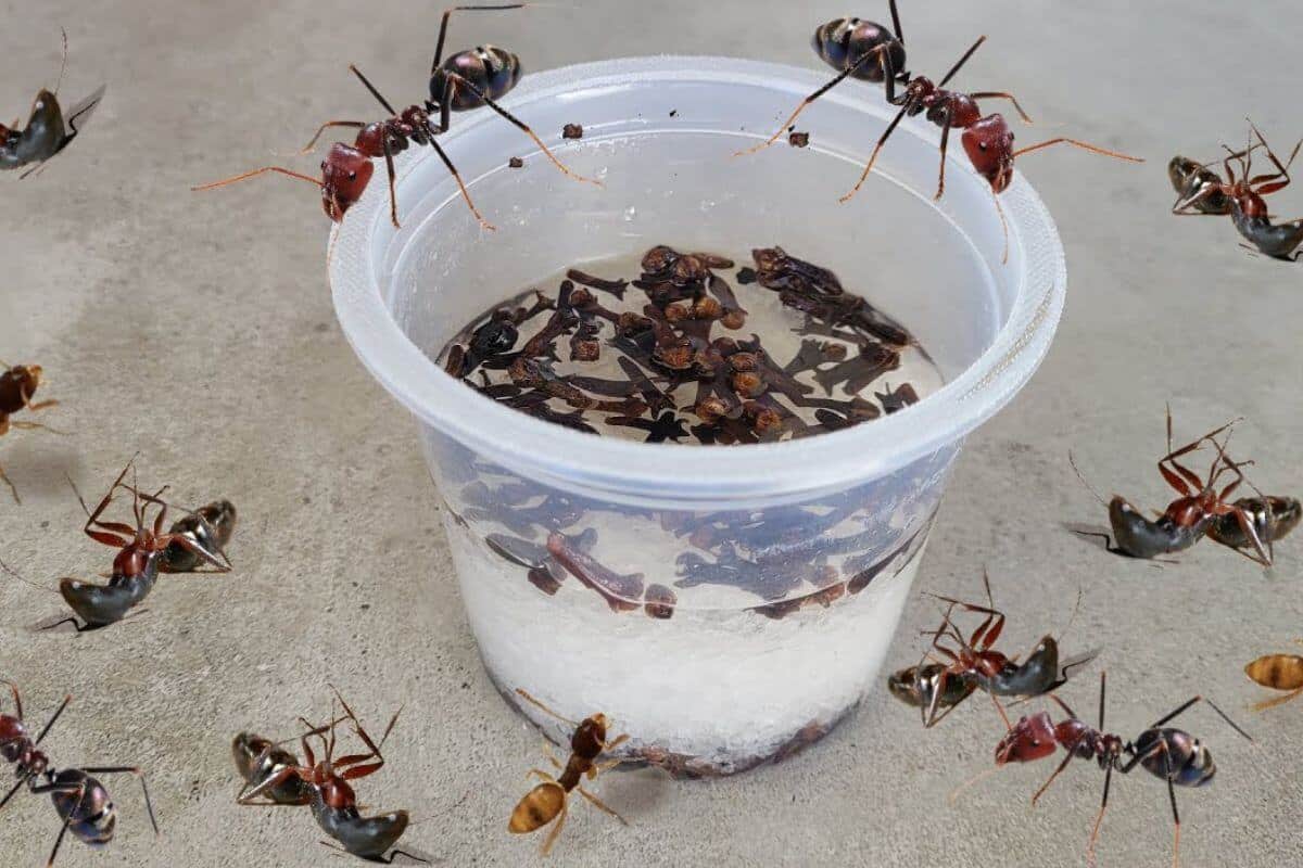 Como acabar com as formigas da sua cozinha de um jeito fácil e definitivo